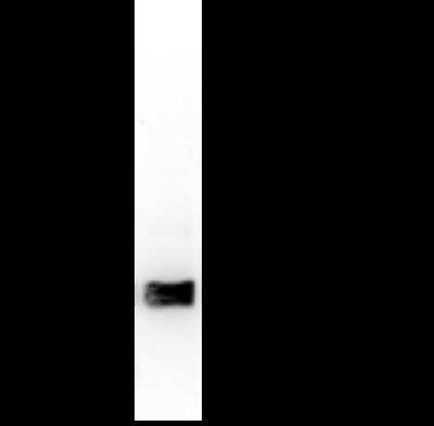 Western Blot: Histone H3 [Dimethyl Lys4] Antibody [NBP2-59187]